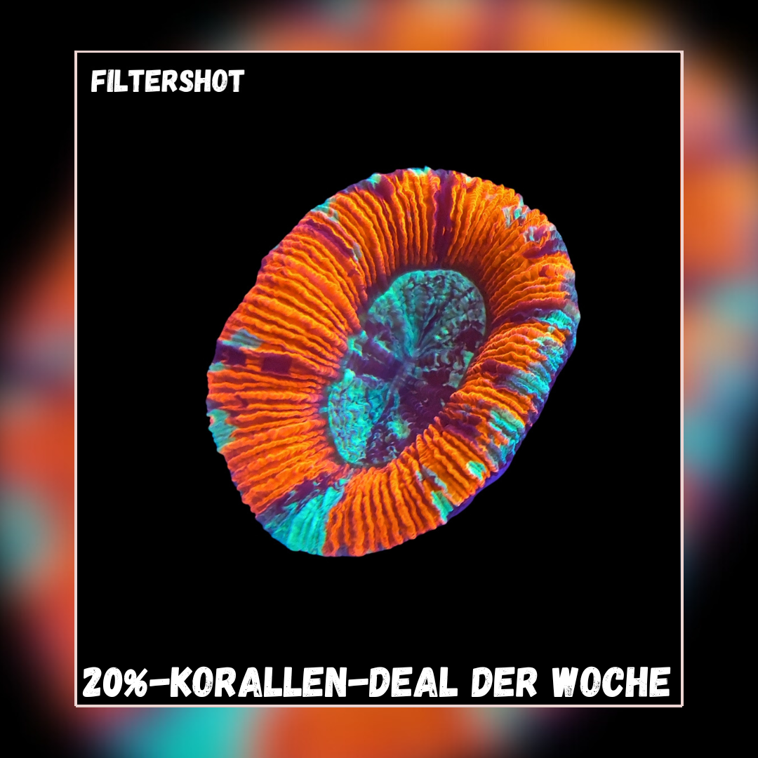 Meeresaquaristik News: 20% Coral deal of the week