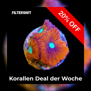20%-Korallen-Deal der Woche