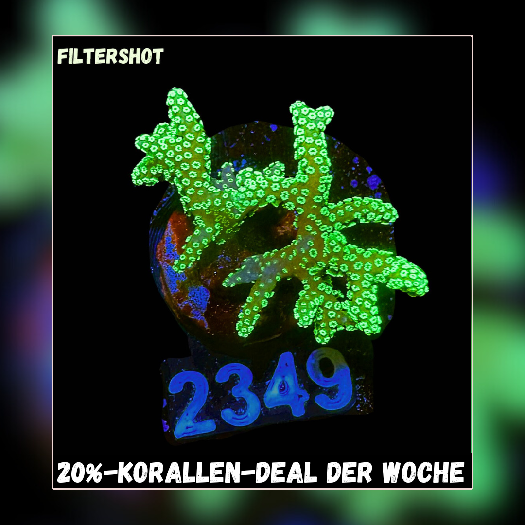Meeresaquaristik News: 20%-Korallen-Deal der Woche