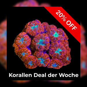 Meeresaquaristik News: 20%-Korallen-Deal der Woche Meeresaquaristik News: 20%-Korallen-Deal der Woche