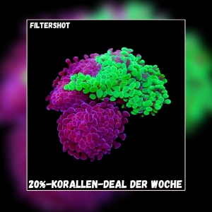 Meeresaquaristik News: 20%-Korallen-Deal der Woche