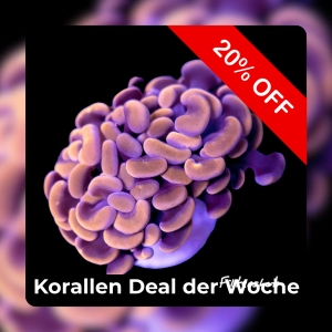 20% Coral deal of the week