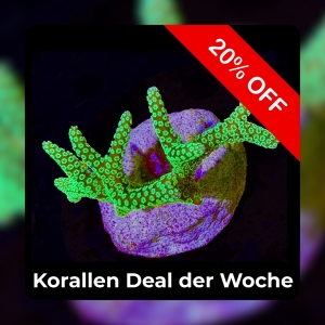 Meeresaquaristik News: 20% Coral deal of the week