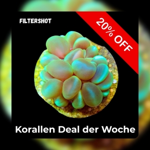 Meeresaquaristik News: 20%-Korallen-Deal der Woche
