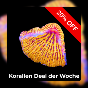 Meeresaquaristik News: 20%-Korallen-Deal der Woche