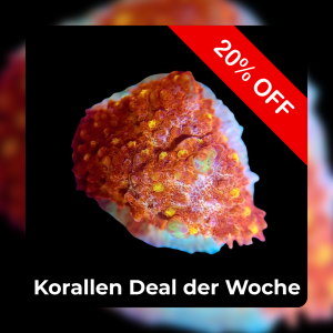 Meeresaquaristik News: 20%-Korallen-Deal der Woche Meeresaquaristik News: 20%-Korallen-Deal der Woche