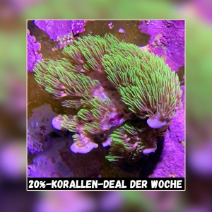 Meeresaquaristik News: 20% Coral deal of the week