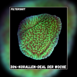 Meeresaquaristik News: 20%-Korallen-Deal der Woche Meeresaquaristik News: 20%-Korallen-Deal der Woche