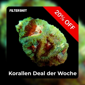 Meeresaquaristik News: 20% Coral deal of the week
