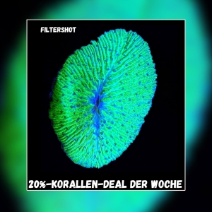 Meeresaquaristik News: 20%-Korallen-Deal der Woche