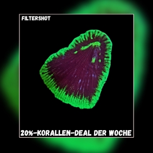 20% Coral deal of the week