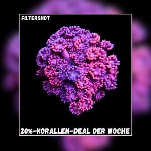 Meeresaquaristik News: 20%-Korallen-Deal der Woche