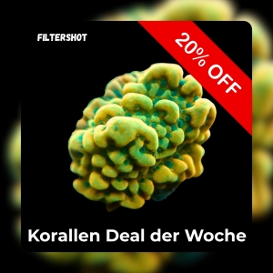 Meeresaquaristik News: 20%-Korallen-Deal der Woche