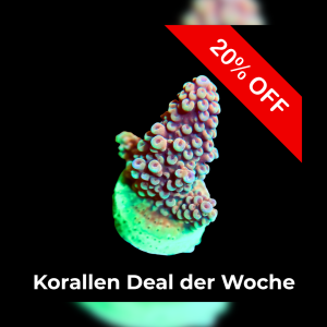 Meeresaquaristik News: 20%-Korallen-Deal der Woche Meeresaquaristik News: 20%-Korallen-Deal der Woche