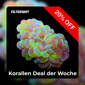 20%-Korallen-Deal der Woche