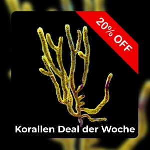 Meeresaquaristik News: 20%-Korallen-Deal der Woche