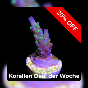 Meeresaquaristik News: 20% Coral deal of the week
