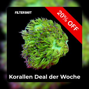 Meeresaquaristik News: 20%-Korallen-Deal der Woche