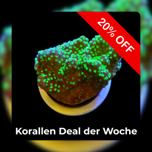 Meeresaquaristik News: 20%-Korallen-Deal der Woche Meeresaquaristik News: 20%-Korallen-Deal der Woche