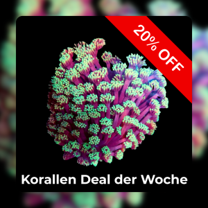 Meeresaquaristik News: 20% Coral deal of the week Meeresaquaristik News: 20% Coral deal of the week