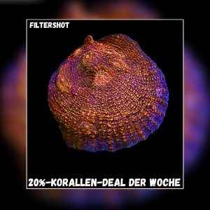 Meeresaquaristik News: 20%-Korallen-Deal der Woche Meeresaquaristik News: 20%-Korallen-Deal der Woche