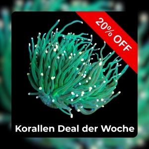Meeresaquaristik News: 20%-Korallen-Deal der Woche Meeresaquaristik News: 20%-Korallen-Deal der Woche
