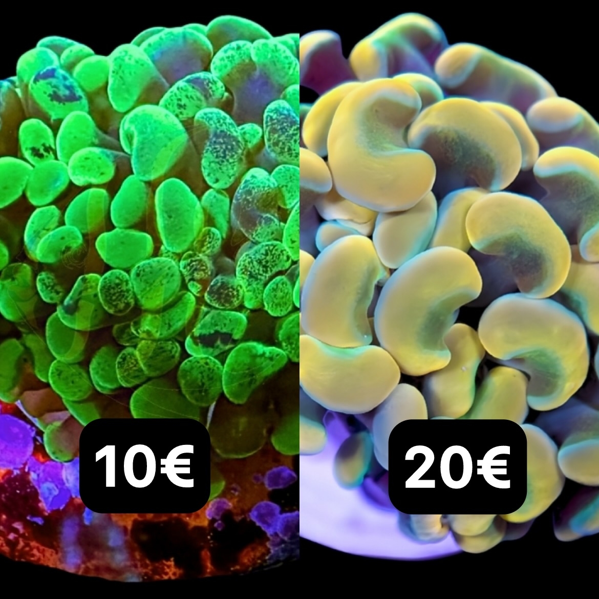 Meeresaquaristik News: Sale for Euphy-Fans!