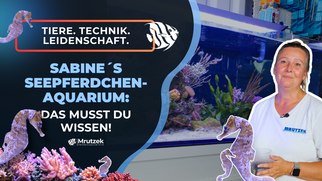 Meeresaquaristik News: Sabine's Seepferdchen- & Makroalgen-Schaubecken