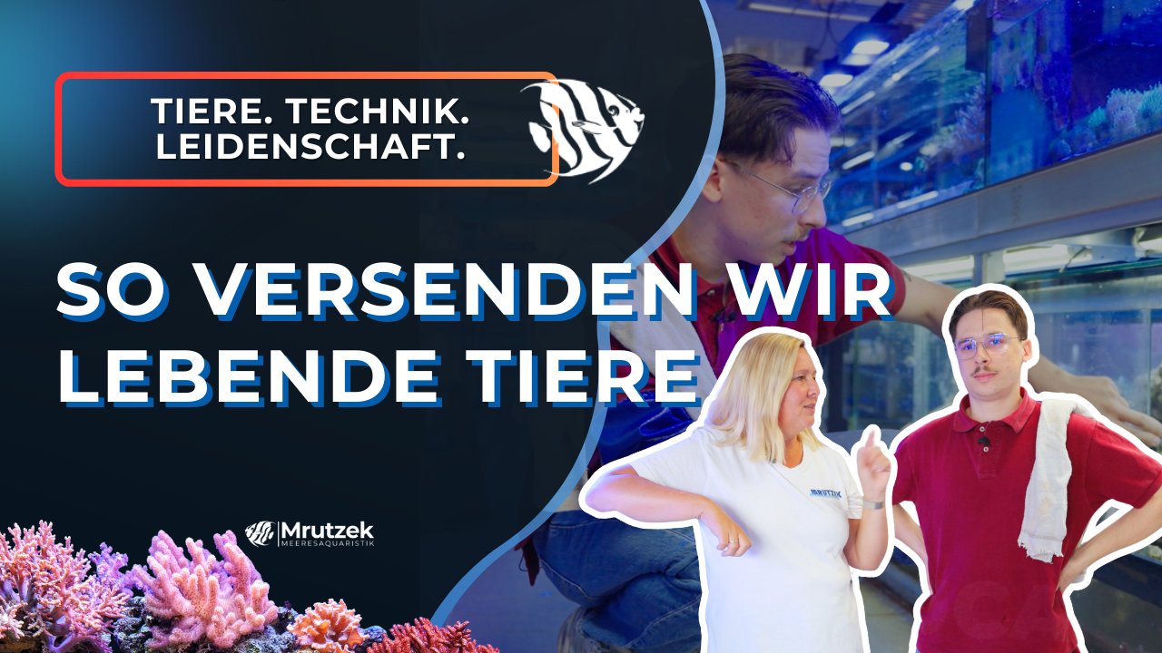 Meeresaquaristik News: Neues YouTube Video: So versenden wir lebende Tiere!