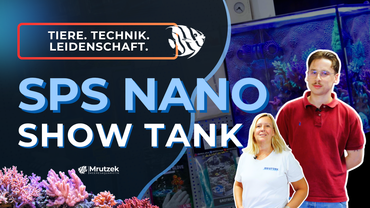 Meeresaquaristik News: Youtube: Nano SPS Schaubecken - vorgestellt von Luca!