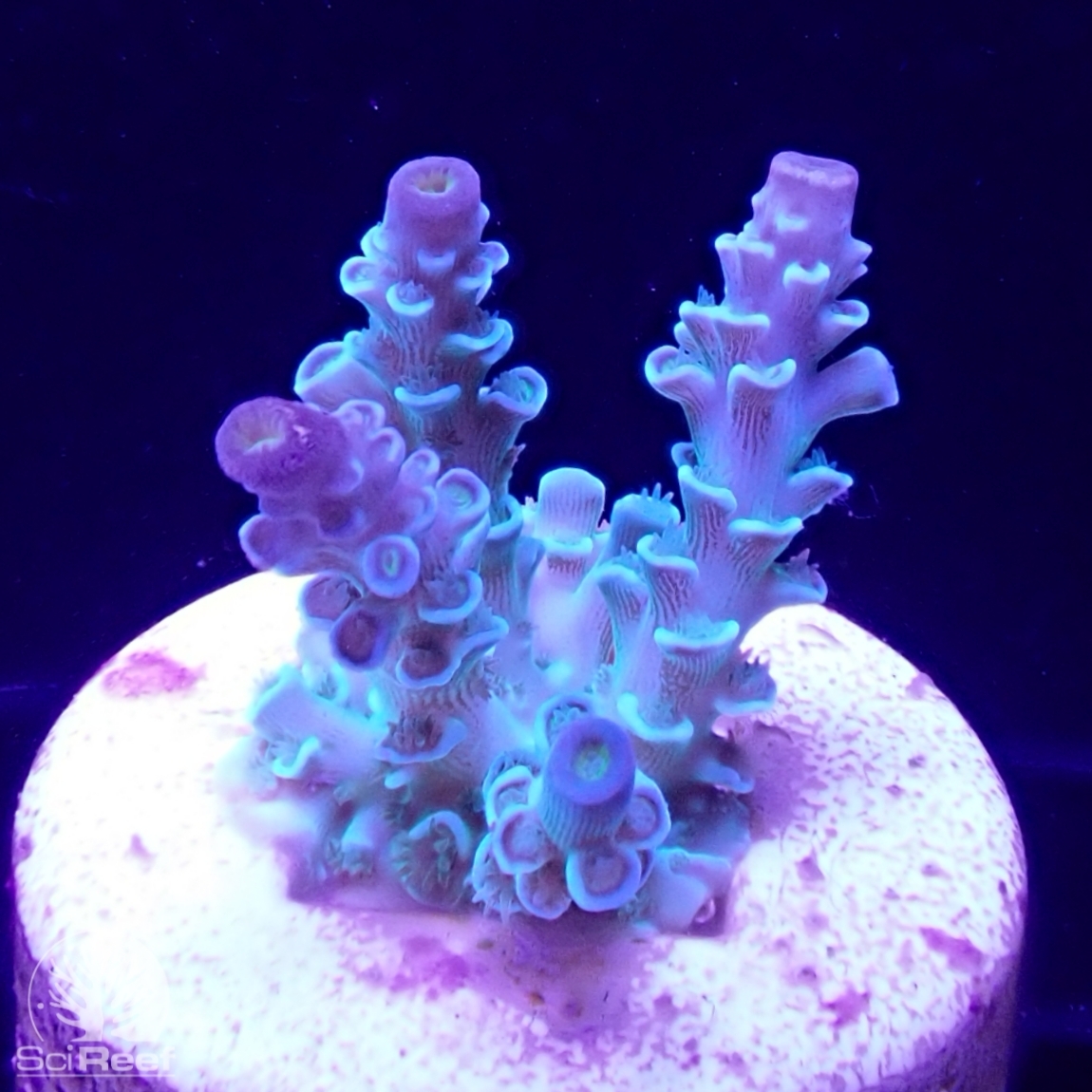 Meeresaquaristik News: SciReef corals - sexually reproduced offspring Meeresaquaristik News: SciReef corals - sexually reproduced offspring