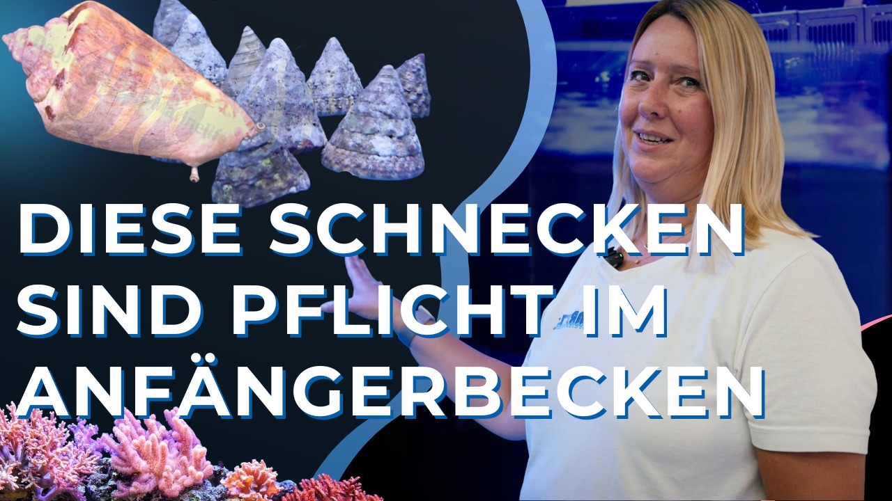 Meeresaquaristik News: YouTube: Die ersten Bewohner ziehen in unser Anfängeraquarium! Meeresaquaristik News: YouTube: Die ersten Bewohner ziehen in unser Anfängeraquarium!