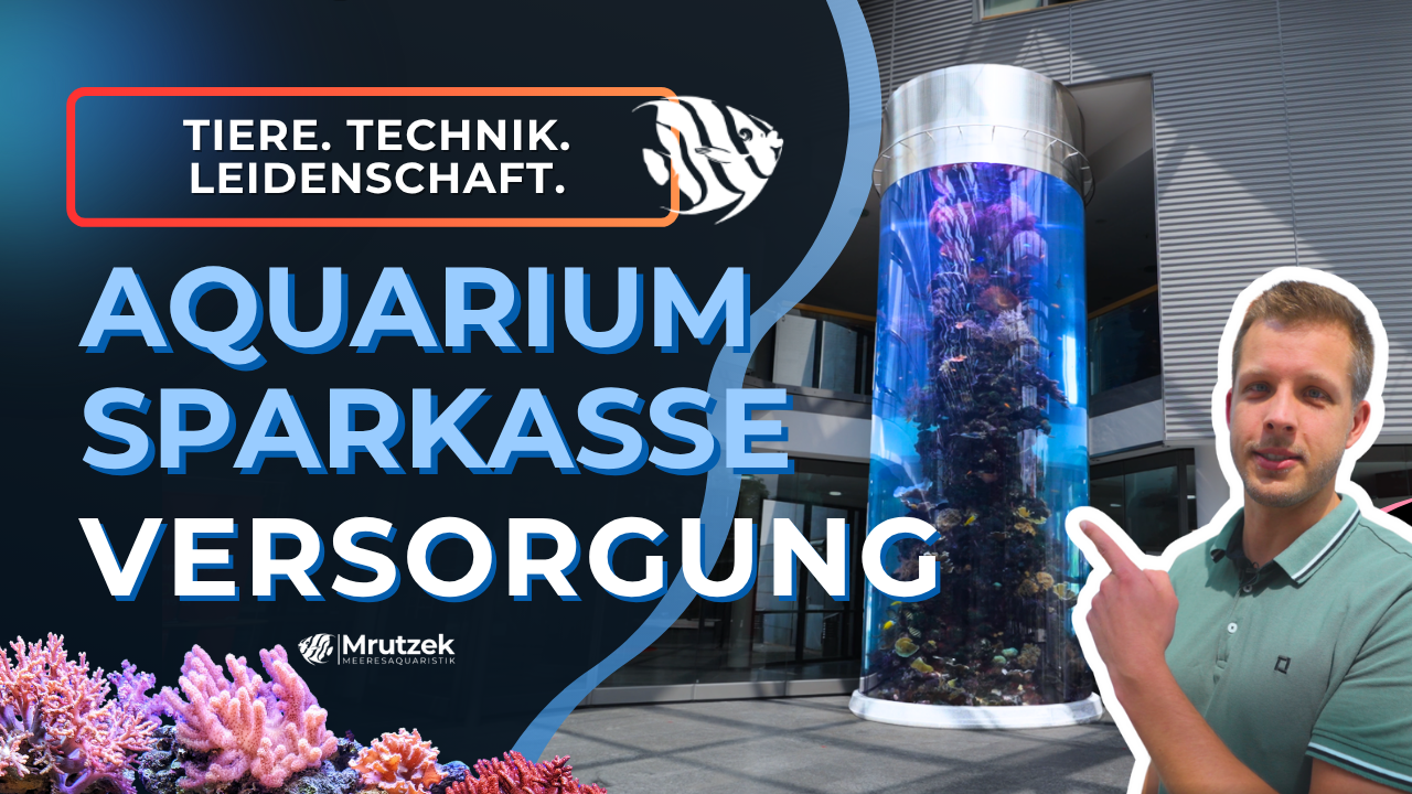 Meeresaquaristik News: YouTube: 32.000 Liter in der Sparkasse Teil 3