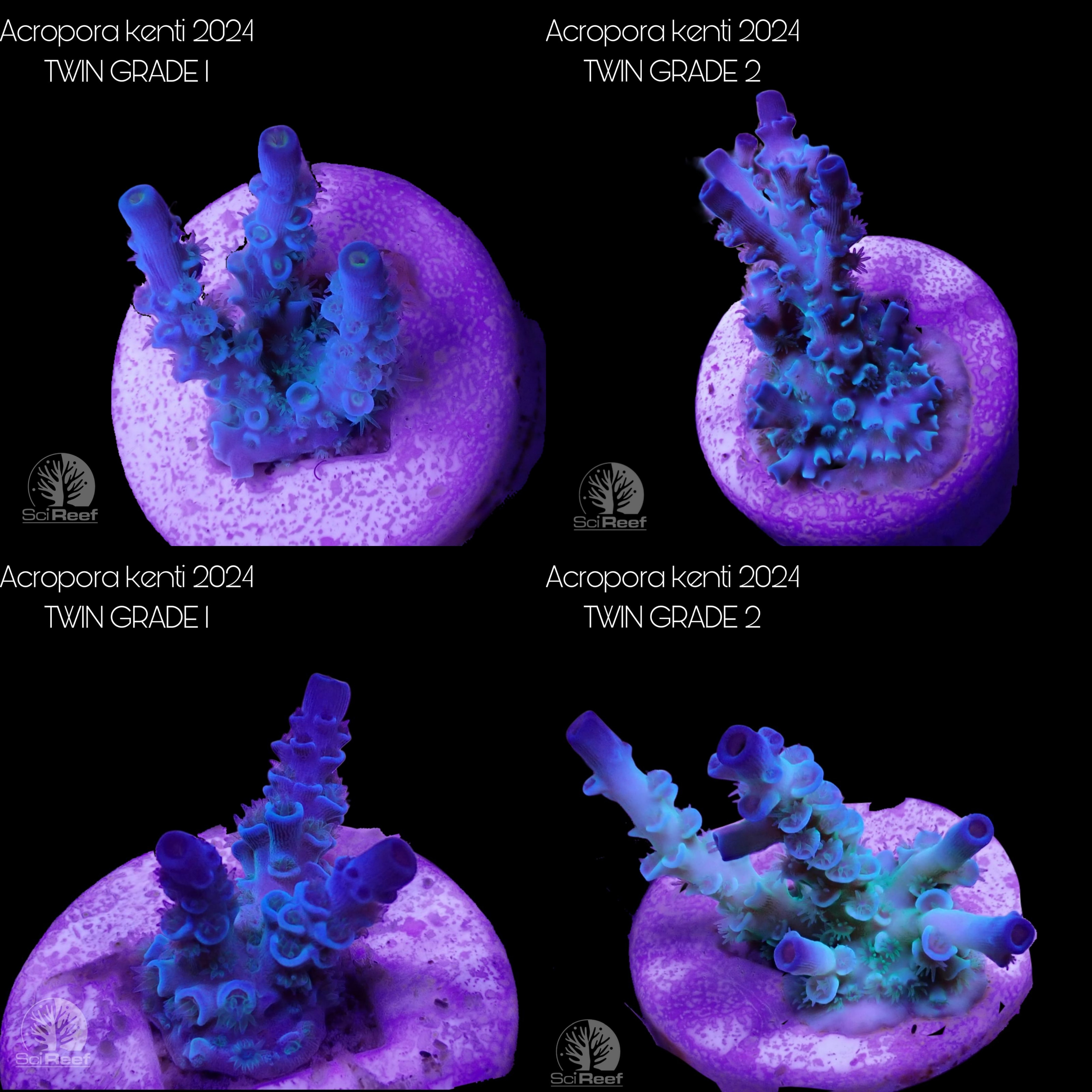 Meeresaquaristik News: NEU: SciReef Acropora kenti TWIN Meeresaquaristik News: NEU: SciReef Acropora kenti TWIN