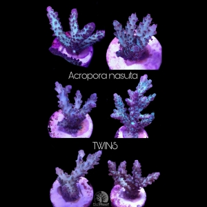 NEW: SciReef Acropora nasuta TWIN