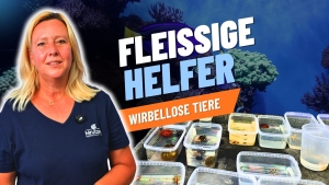 Meeresaquaristik News: YouTube: Fleißige Helfer für dein Aquarium Teil 1 Meeresaquaristik News: YouTube: Fleißige Helfer für dein Aquarium Teil 1