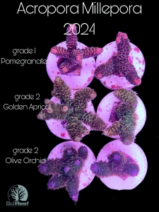 Meeresaquaristik News: NEW: Acropora millepora SciReef (WYSIWYG) Meeresaquaristik News: NEW: Acropora millepora SciReef (WYSIWYG)