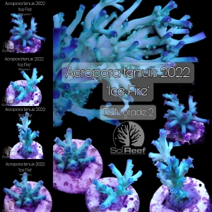 NEU: ICE FIRE tenuis von SciReef