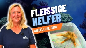 Meeresaquaristik News: YouTube: Hard-Working Helpers for Your Aquarium, Part 2 Meeresaquaristik News: YouTube: Hard-Working Helpers for Your Aquarium, Part 2