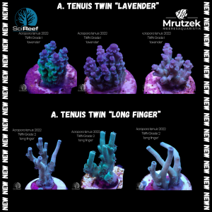 Meeresaquaristik News: NEU: SciReef Acropora tenuis TWIN
