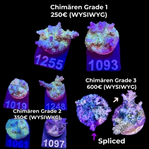 Meeresaquaristik News: NEU: Acropora kenti twin CHIMÄREN von SciReef als WYSIWYG Meeresaquaristik News: NEU: Acropora kenti twin CHIMÄREN von SciReef als WYSIWYG