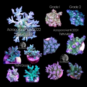 NEW: SciReef Acropora tenuis TWIN