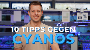Meeresaquaristik News: YouTube: 10 tips against cyanos