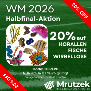 Meeresaquaristik News: 20% auf Korallen, Fische & Wirbellose