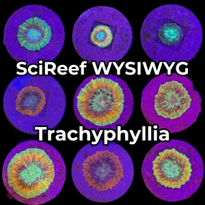 Meeresaquaristik News: NEU: SciReef Trachyphyllia (WYSIWYG) Meeresaquaristik News: NEU: SciReef Trachyphyllia (WYSIWYG)