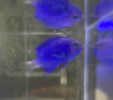 Bild zu Chrysiptera springeri - Springers Demoiselle