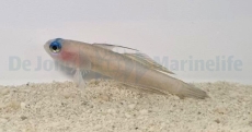 Tryssogobius colini - Blauaugen Zwerg Pfeil Grundel