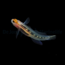 Elacatinus puncticulatus - Rotkopfgrundel NACHZUCHTEN