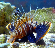 Bild zu Parapterois heterura (Rarität) - Skorpionsfisch