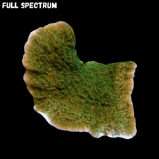 MM Montipora grün